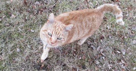 katten andas konstigt