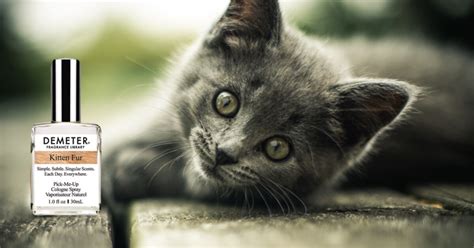 kattengeur in tuin