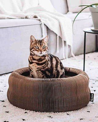 kattens sovplats