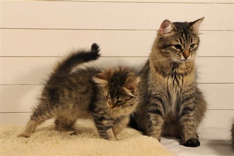 kattungar 12 veckor lag