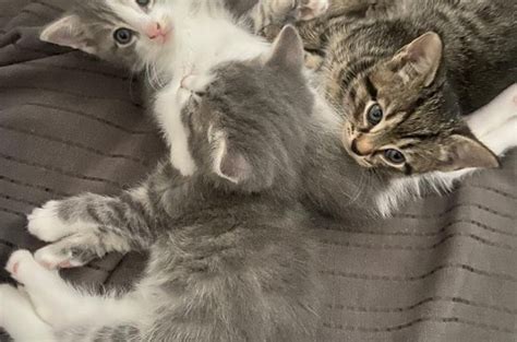 kattungar till salu blocket