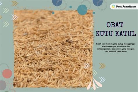 katul | Hunh Vn Phng Katul Team Lead Recruitment