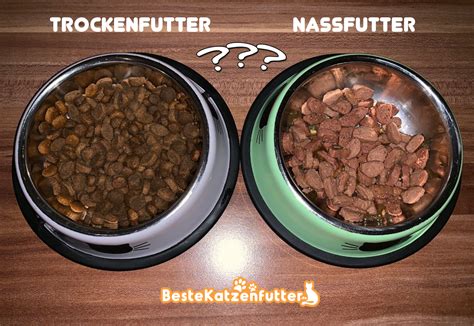 katze nass oder trockenfutter