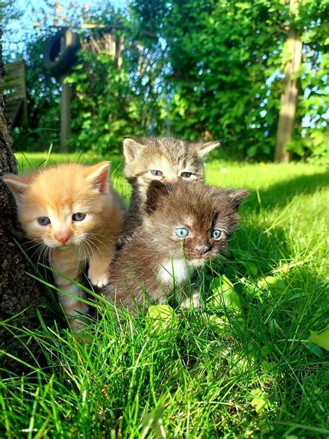 Katzenkinder