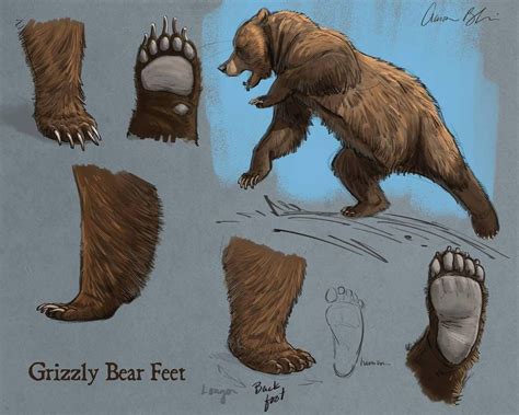 Kay bear feet