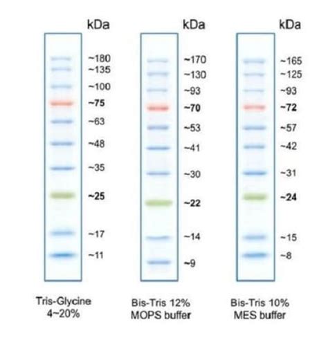 Kda And Molecular Weight