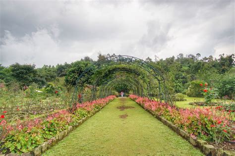 Kebun Mawar Situhapa Garut Yang Cantik Nativeindonesia Com Kebun Mawar Garut - Kebun Mawar Garut