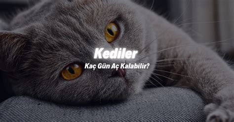 kediler 1 gün aç kalabilir mi