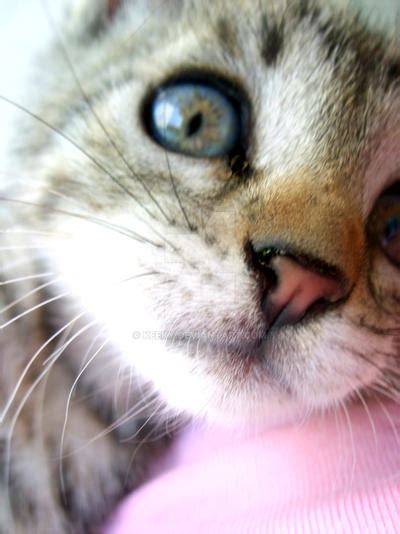 keeky kitten nude