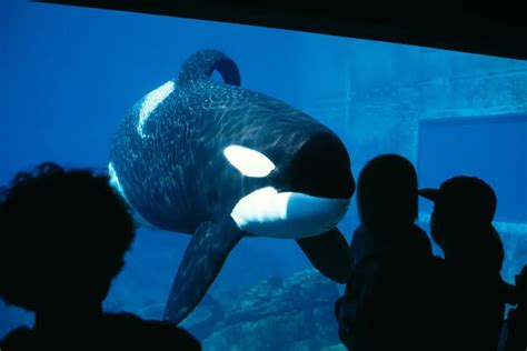 keiko biography orca