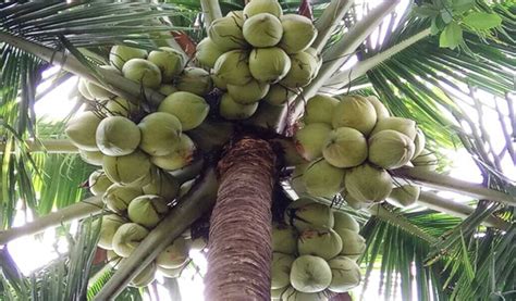kelapa hibrida merah
