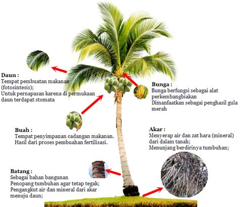 kelapa memiliki akar