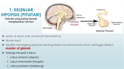 kelenjar pituitari menghasilkan hormon