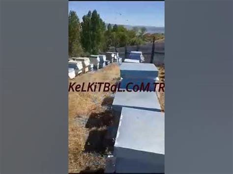 codini.rgarabwor.edu.pl. 