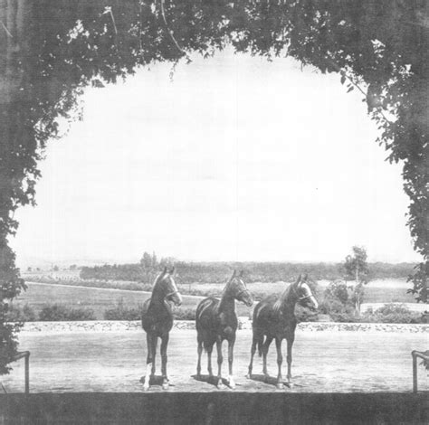 Read Kellogg Arabian Ranch The First Sixty Years 