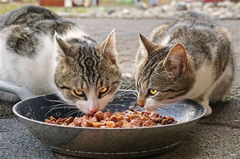kenapa kucing tidak mau makan