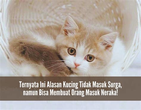 KENAPA KUCING TIDAK MASUK SURGA - KENAPA KUCING TIDAK MASUK SURGA? #Kucing