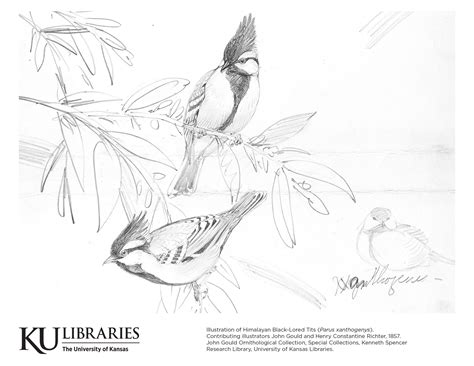 Kenneth Spencer Research Library Blog Bird Drawings Outline Pictures Of Birds For Colouring - Outline Pictures Of Birds For Colouring
