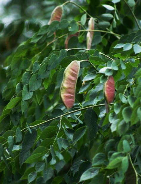 Kentucky Coffee Tree Gymnocladus Dioicus Pods Bark Leaves Flowering Trees In Kentucky - Flowering Trees In Kentucky