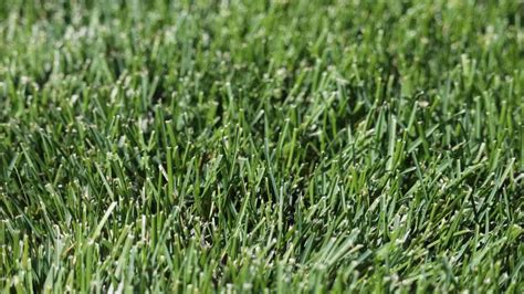 kentucky grass