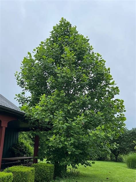 kentucky state tree