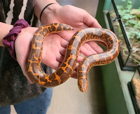 Kenyan Sand Boa