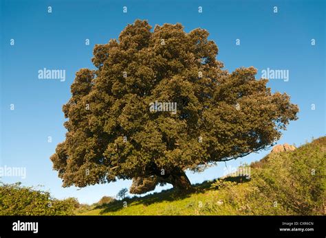 kermes oak