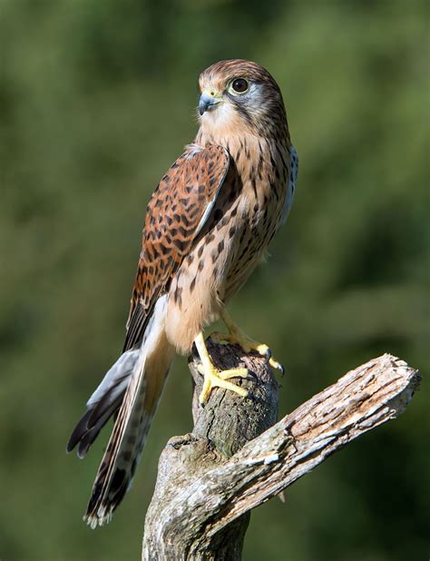 kestrel bird