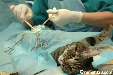 Ketahui Manfaat Syarat Dan Biaya Steril Kucing Terbaru Sterilisasi Kucing Betina - Sterilisasi Kucing Betina