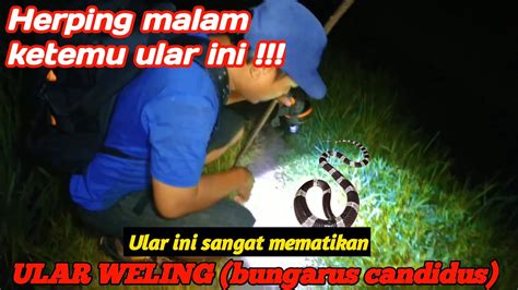 KETEMU ULAR DI JALAN - KETEMU ULAR DI JALAN TOGEL Sistem Login - Kembang Kerang