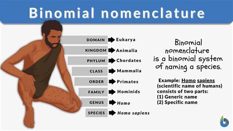 ketentuan pada sistem binomial nomenklatur adalah