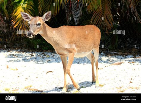 key deer florida