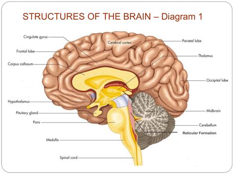 Key Structures Of The Brain Flashcards Quizlet Structure Of The Brain Worksheet Answers - Structure Of The Brain Worksheet Answers