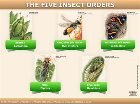 Key To Insect Orders Insect Identification Key A Guide