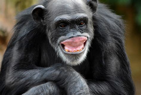 khỉ | TN MN V CON KH