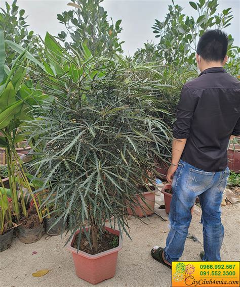 khổng tước | Chim Khng Tc L Con G Ngh