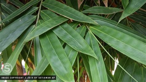 khasiat daun bambu