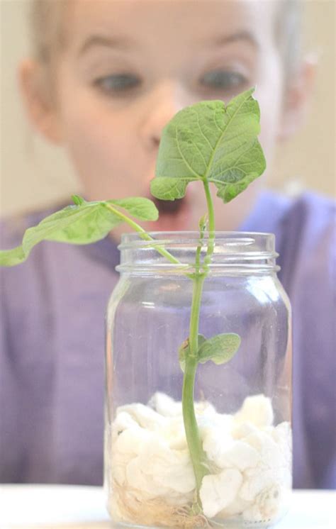 Kid Science Grow Beans In A Bag With Lima Bean Science Experiment - Lima Bean Science Experiment