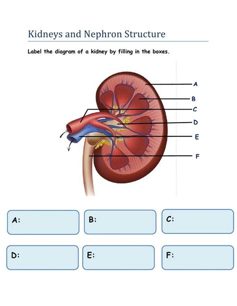Kidney And Nephron Structure Worksheet Live Worksheets Structure Of The Nephron Worksheet Answers - Structure Of The Nephron Worksheet Answers