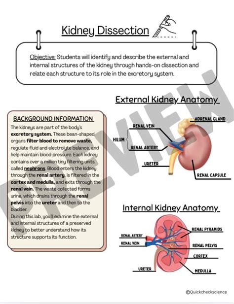 Kidney Excretion Answer Key