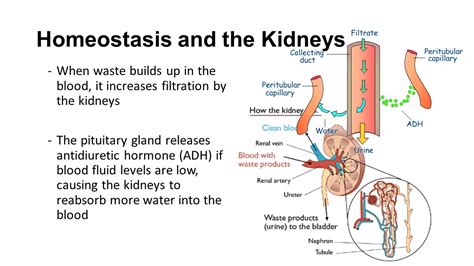 Kidney Homeostasis A Level Biology Summary Worksheet Bundle Structure Of The Nephron Worksheet Answers - Structure Of The Nephron Worksheet Answers