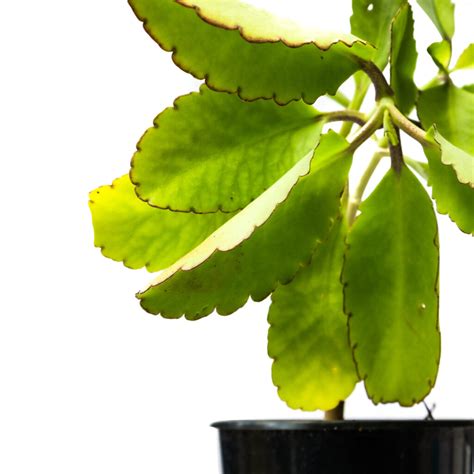 Kidney Stone Leaf