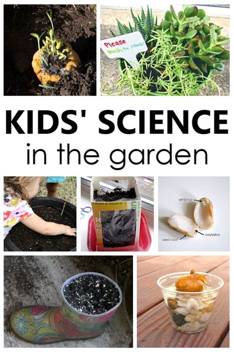 Kidsu0027 Science In The Garden And What Seeds Garden Science Experiments - Garden Science Experiments