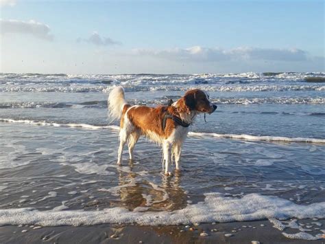 kijkduin strand hond