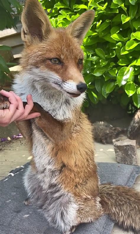 Kiki the fox