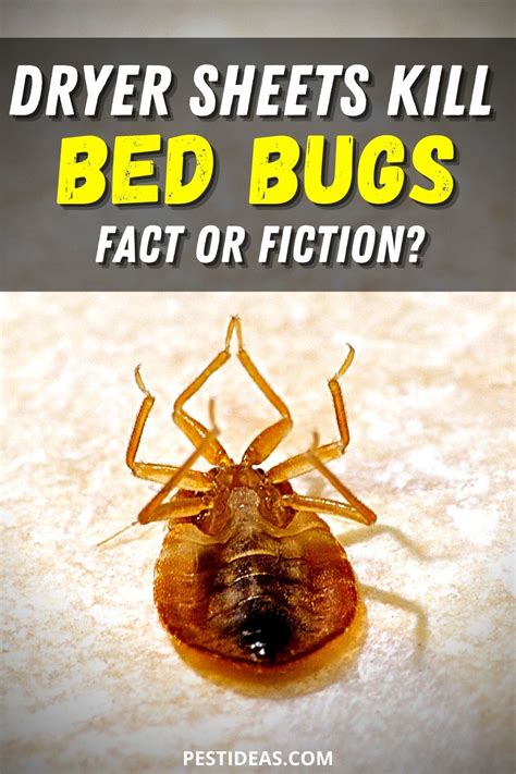 Kill Bed Bugs With Dryer Sheets