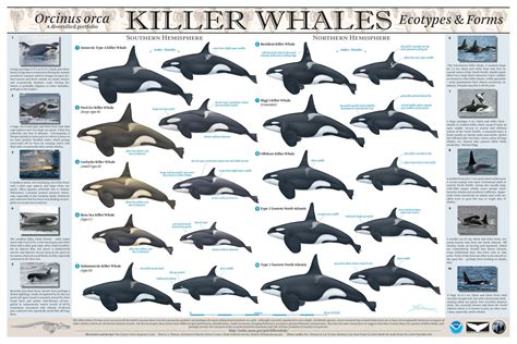 killer whale evolution