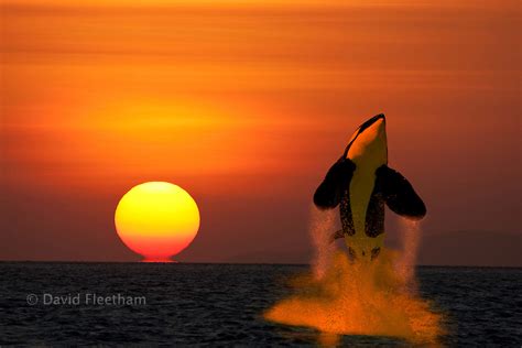 Killer Whale Jumping Out Of Water Sunset