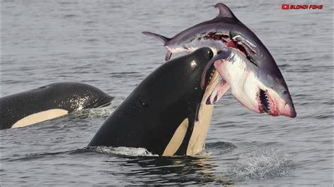 Killer Whale V Shark Solo Orca Eats Great Science Antonym - Science Antonym