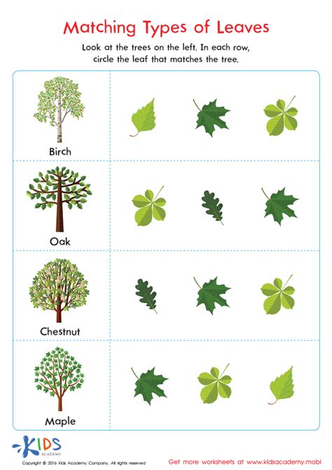 Kindergarten Leaf Tree Worksheet   Matching Types Of Leaves Printable Free Worksheet For - Kindergarten Leaf Tree Worksheet